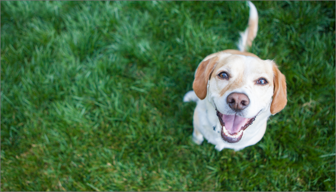 Há tratamento para a cropofagia (comer fezes) em cães?