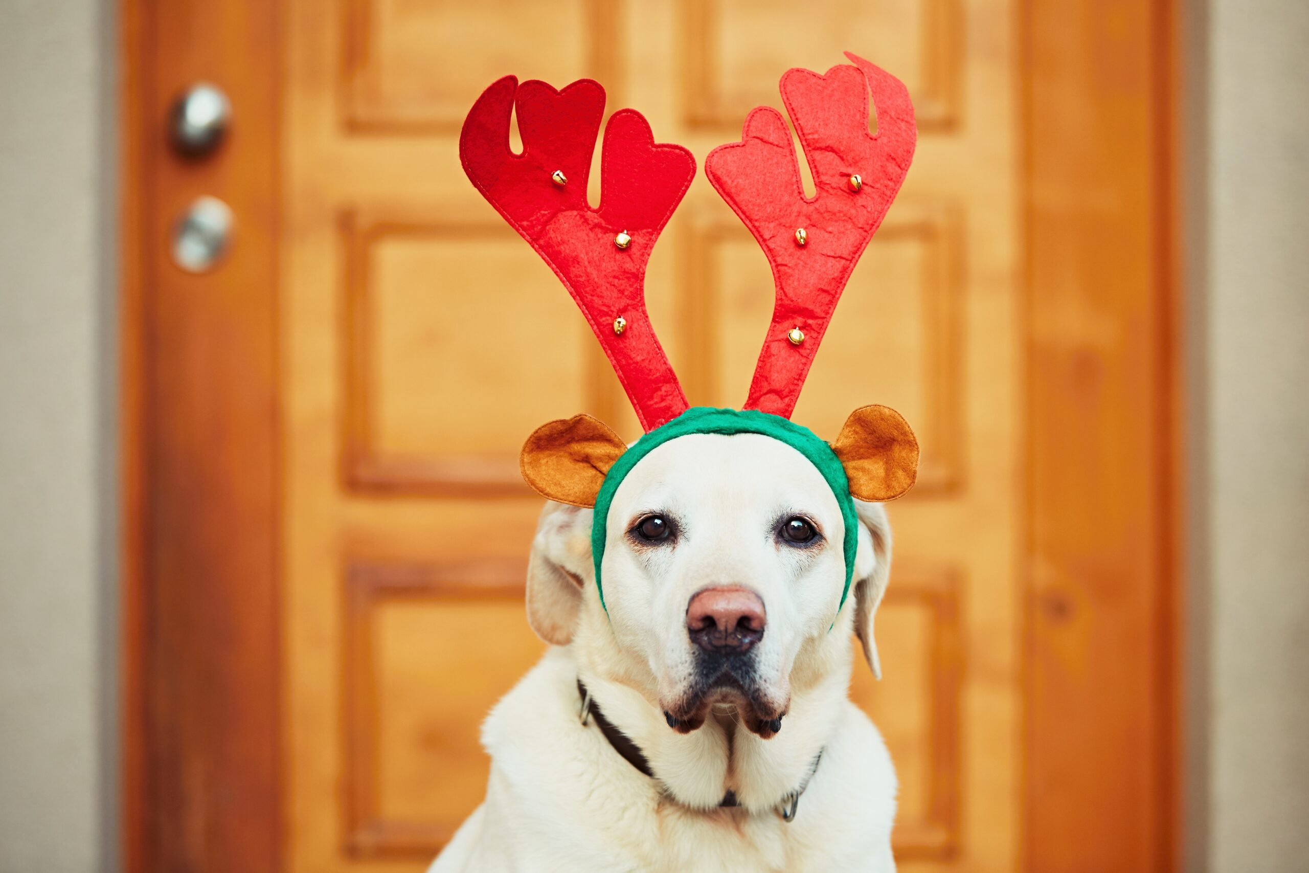 Especial Fofura de Natal: confira os pets mais fotos em clima natalino
